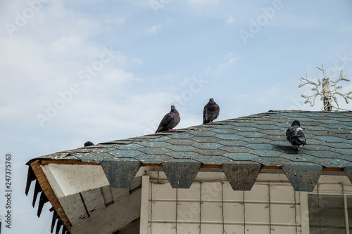 pigeons on the edge of the roof © Elena
