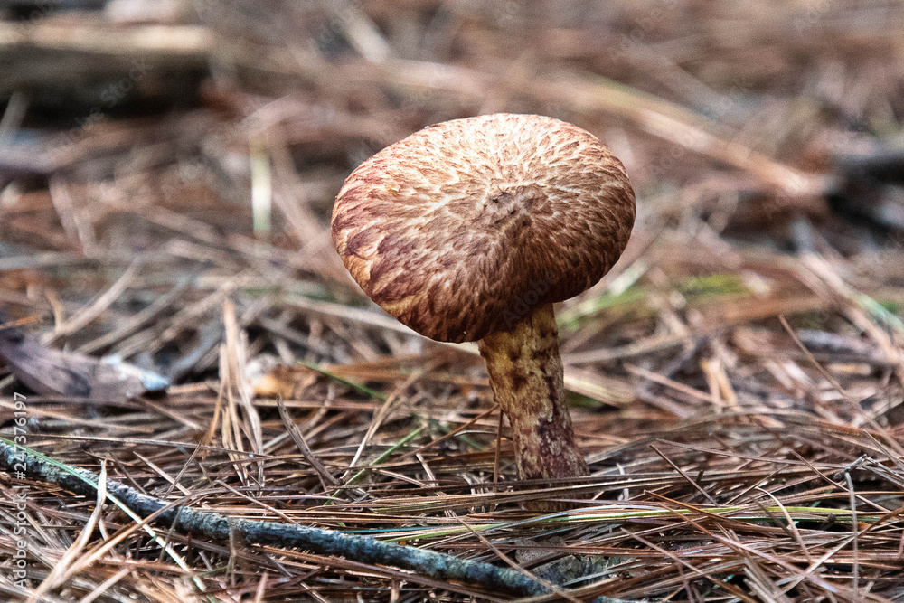 mushroom in the forest mushroom in the forest
