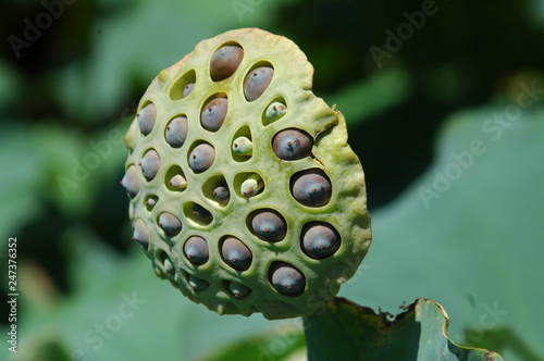 Green Lotus