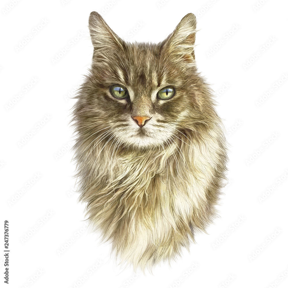 Cute fluffy cat isolated on white background. Realistic portrait of kitten. Drawing of a cat with green eyes. Good for print on T-shirt. Art background, banner for pet shop. Hand painted illustration