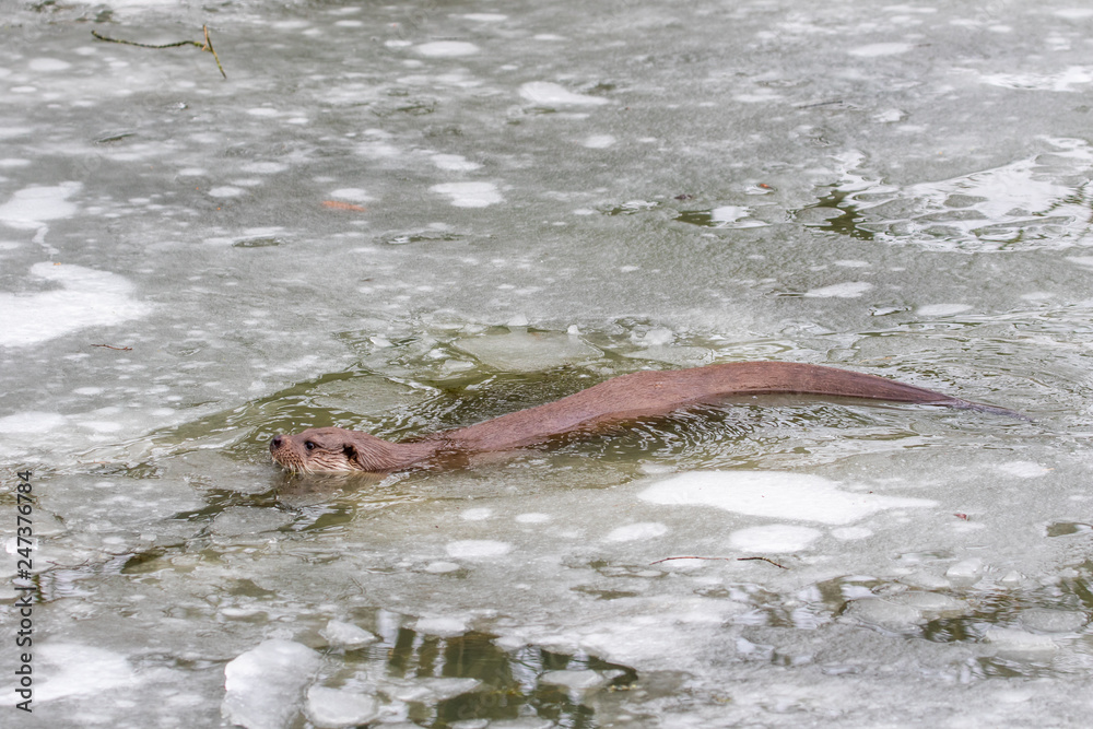 Fototapeta premium Otter swimming in Ice