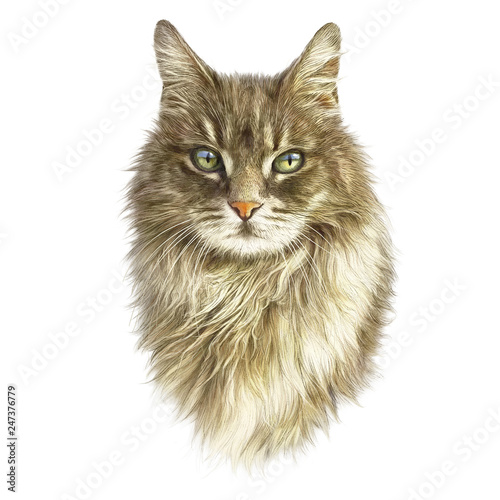 Cute fluffy cat isolated on white background. Realistic portrait of kitten. Drawing of a cat with green eyes. Good for print on T-shirt. Art background, banner for pet shop. Hand painted illustration