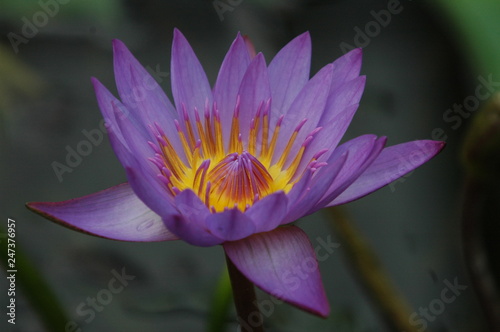 Purple Waterlily