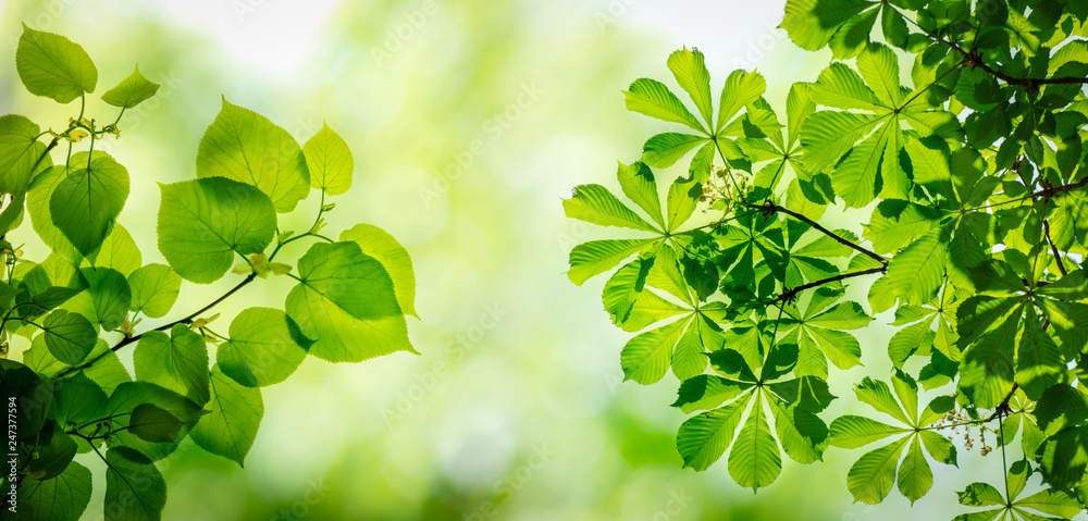 Obraz premium Branches of chestnut and lime tree on blurred spring background.