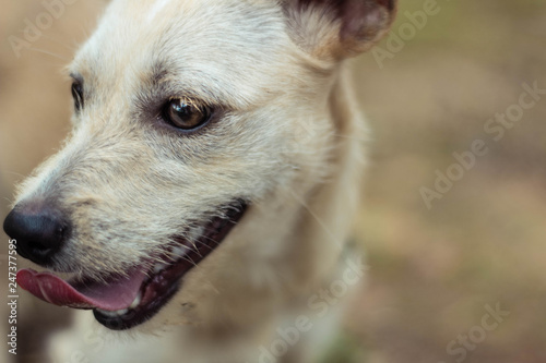 feliz pra cachorro