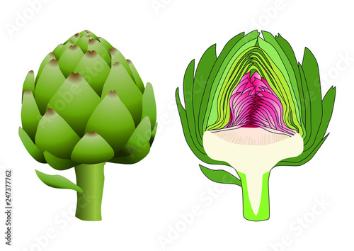 Dessin d’un artichaut coupé et une illustration 3D d’un artichaut de face. Deux images pour expliquer la complexité de l’intérieur d’un artichaut.