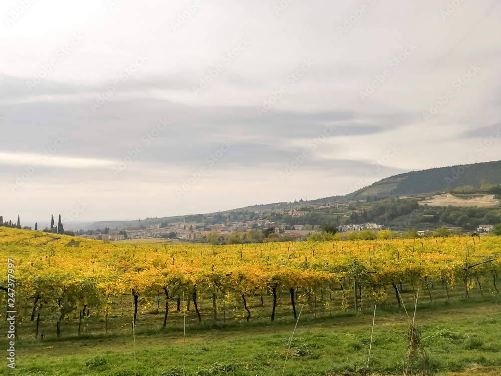 Scenic view of the freshly harvested grape fields in autumn in Valpolicella
