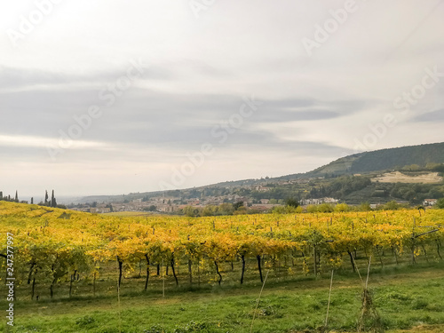 Scenic view of the freshly harvested grape fields in autumn in Valpolicella