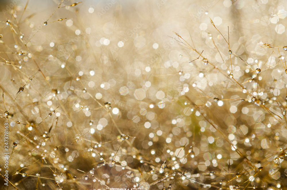 Fototapeta premium Bokeh pattern and water droplets on the blurred grass