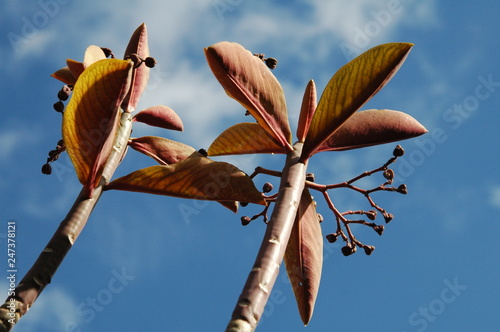 Flowers in the sky