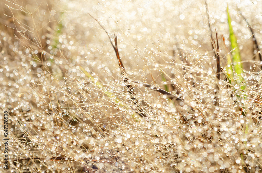 Bokeh pattern and water droplets on the blurred grass Bokeh pattern and water droplets on the blurred grass