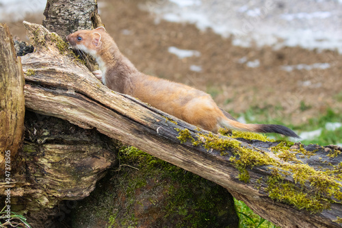 Weasel or Least weasel (mustela nivalis) in the snow