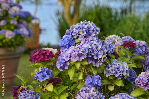 flowers in garden