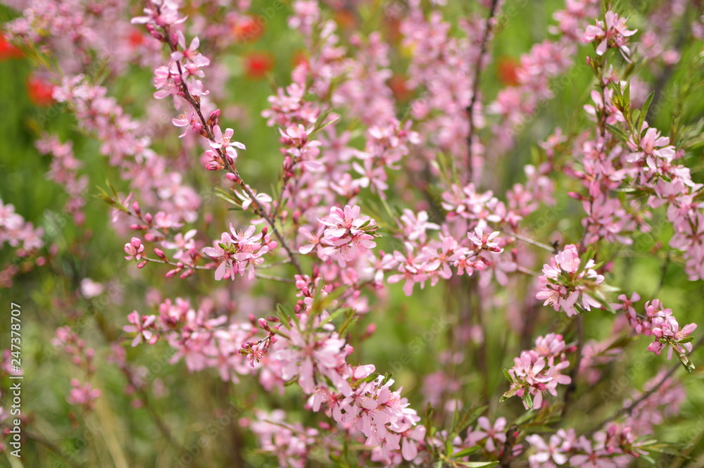 flowers in garden