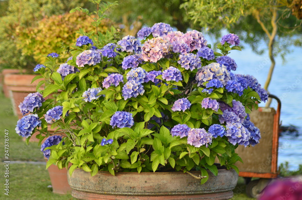 blue flowers in a pot