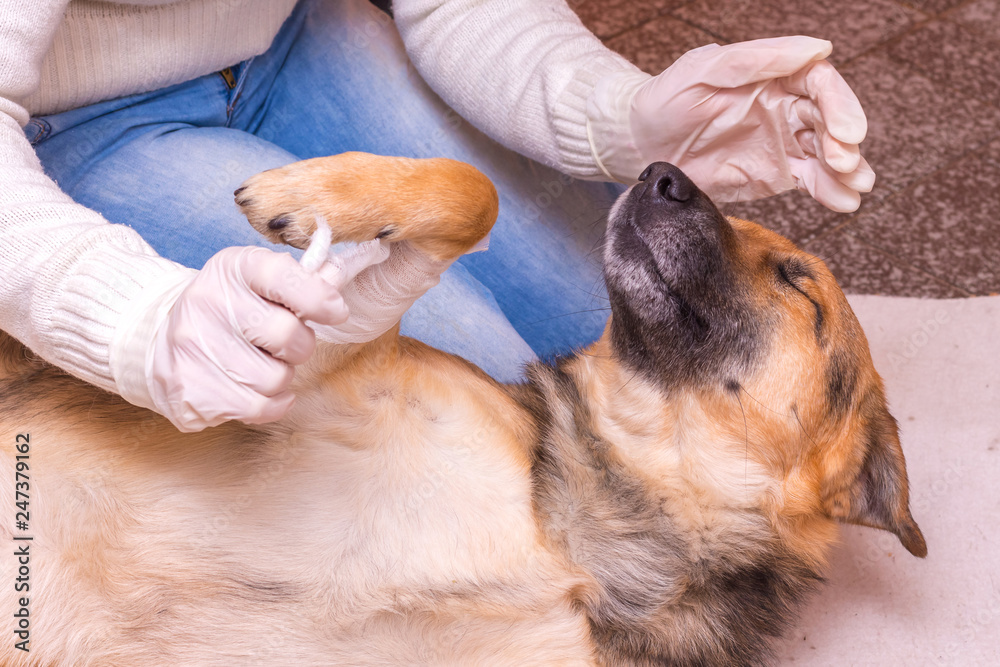 A veterinarian imposes bandage a dog on a wounded paw _ A veterinarian imposes bandage a dog on a wounded paw _