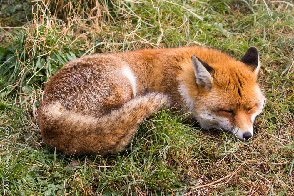 Fototapeta premium Red Fox (Vulpes vulpes)