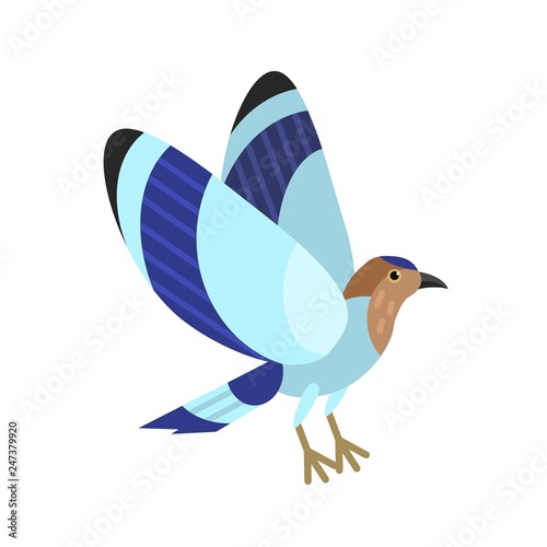 Indian blue roller isolated on white background