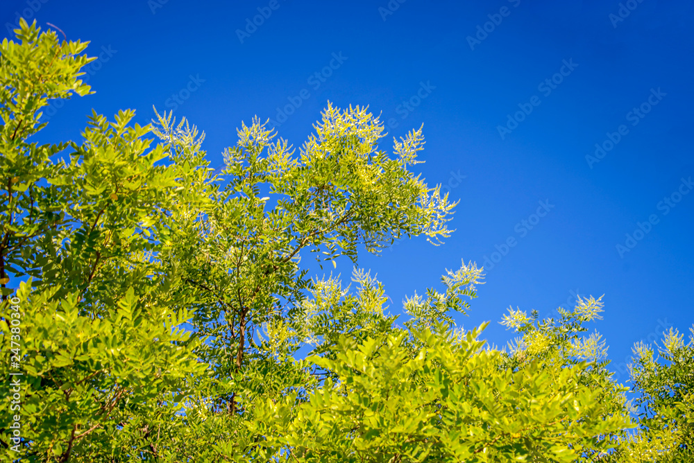 Жёлтая акация