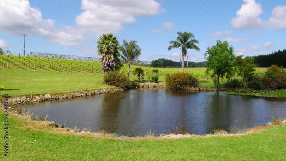 Medium shot of scenic vineyard with rows of grapevines and pond with rippling water. Palm trees are swaying in summer breeze Medium shot of scenic vineyard with rows of grapevines and pond with rippling water. Palm trees are swaying in summer breeze