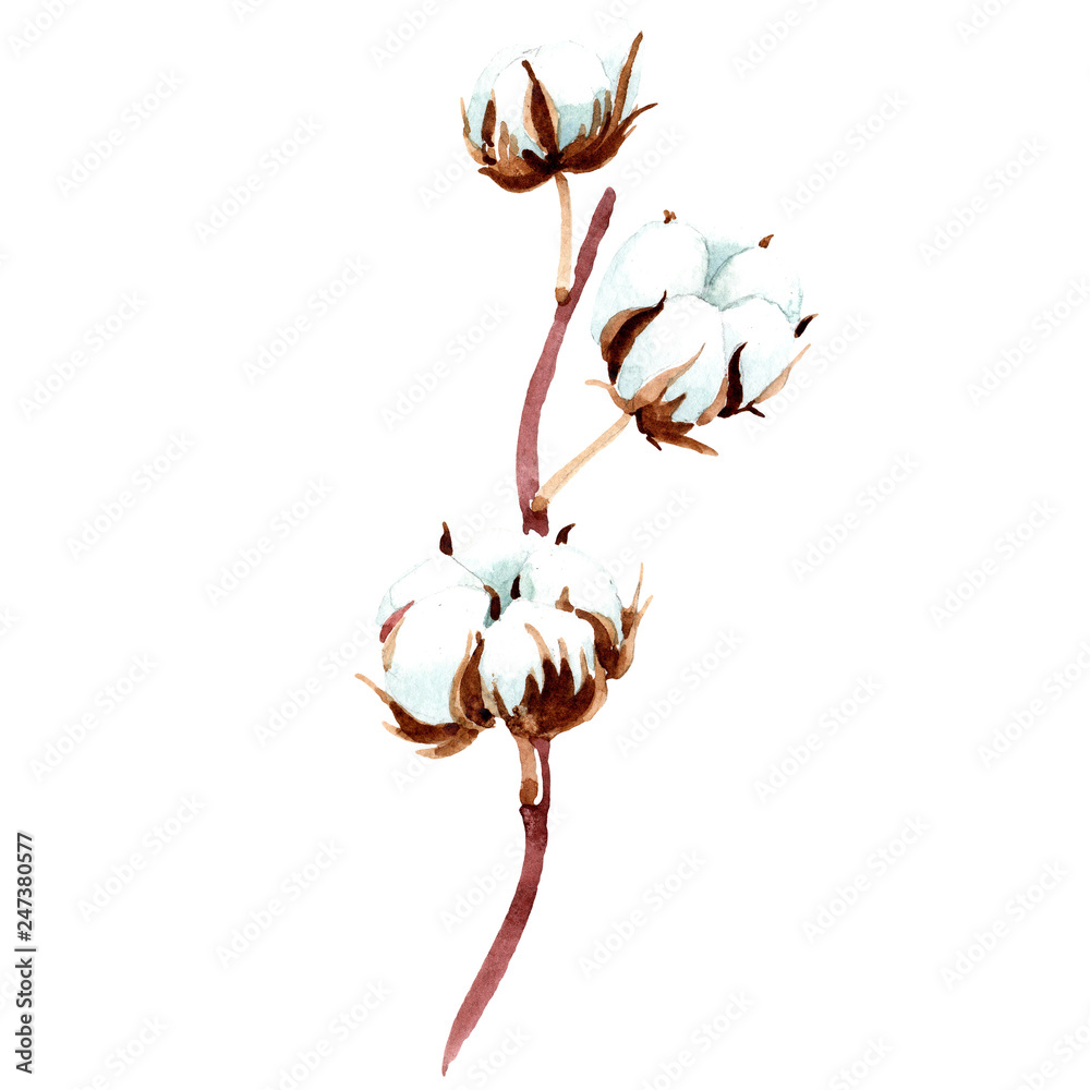 Cotton floral botanical flower. Watercolor background illustration set. Isolated cotton illustration element.