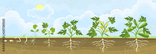 Life cycle of zucchini plant. Growth stages from seeding to flowering and fruit-bearing plant