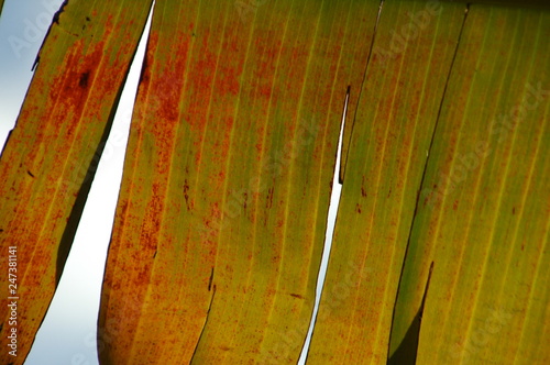 Strucure of a leave