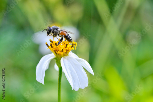 Closeup bee that is sticking to the pollen 