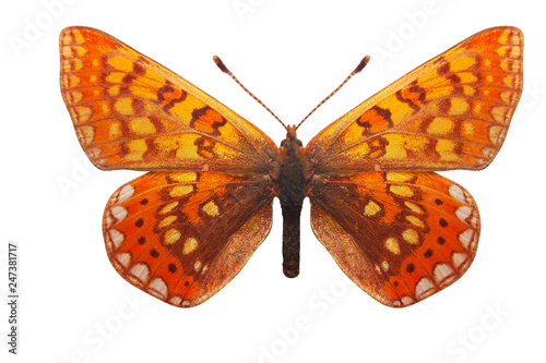 beautiful orange butterfly. breed Euphydryas aurinia. isolated on white background photo