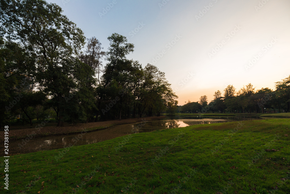 Sunset in city public park with tree