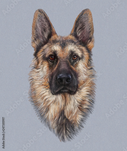 Drawing German Shepherd Dog portrait isolated on gray background. Animal Art collection: Pedigree Dogs. Realistic Hand Painted Illustration of Pets. Design template. Good for t shirt, pillow, pet shop