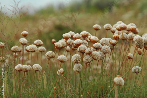 Flowers at the coast of Portugal