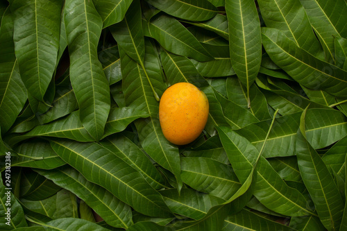 Ripe yellow mango on tropical green leaf background, top view photo