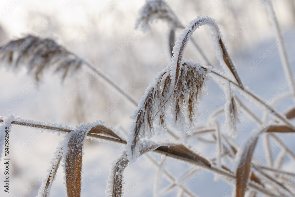 Obraz premium Reed plants covered with hoarfrost.