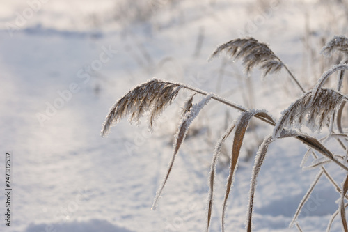 Reed plants covered with hoarfrost.