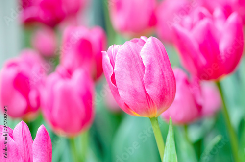 Pink tulips with blurred pattern background