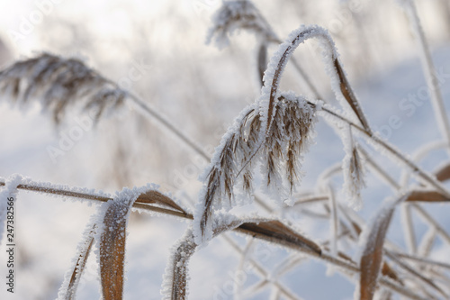 Reed plants covered with hoarfrost.