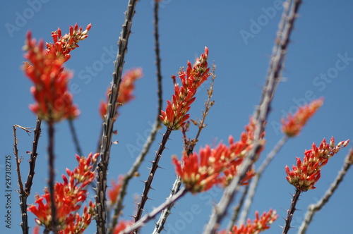 Red blossoms in the sky