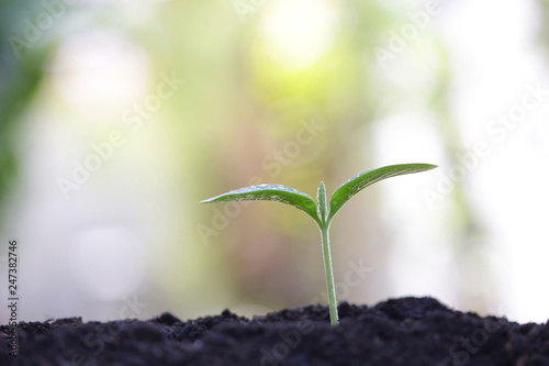 Young green plant growing