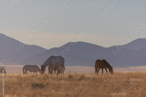 Herd of Wild Horses in the Desert © natureguy