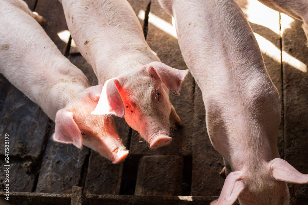 Dirty young piglet waiting food in breeding farm Dirty young piglet waiting food in breeding farm