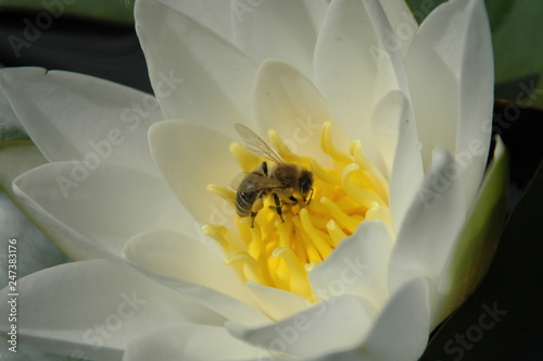 Bee on a waterlily