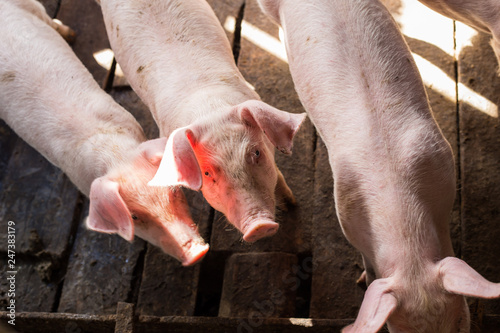 Dirty young piglet waiting food in breeding farm