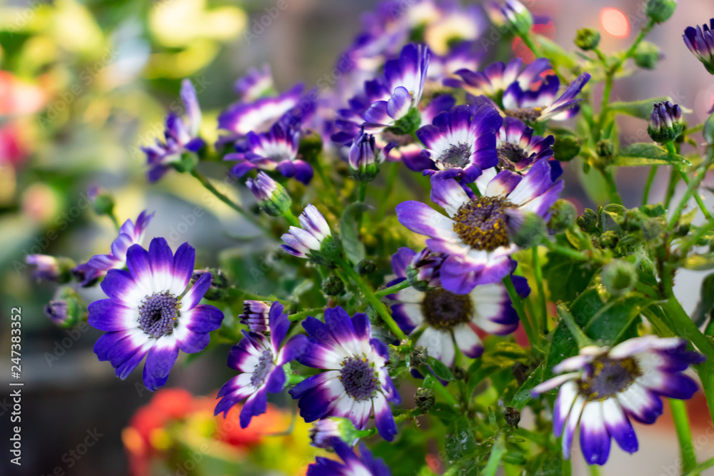 Purple flower (Osteospermum) known as daisybush or African daisy. blurred background Purple flower (Osteospermum) known as daisybush or African daisy. blurred background