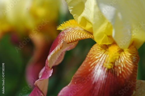 Orchid