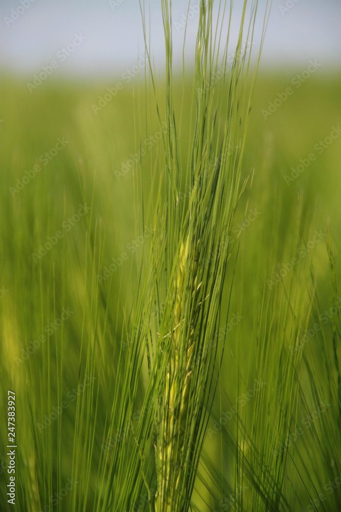 feld, mohn, himmel, landschaft, natur, weizen, sommer, gras, blume, rot, green, blau, wiese, ackerbau, abendrot, bäuerlich, bauernhof, pflanze, cloud, frühling, ernte, land, baum feld, mohn, himmel, landschaft, natur, weizen, sommer, gras, blume, rot, green, blau, wiese, ackerbau, abendrot, bäuerlich, bauernhof, pflanze, cloud, frühling, ernte, land, baum