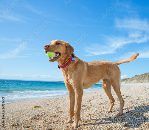 Fit and strong Labrador retriever on a beach playing games