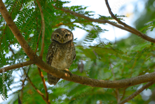 Spotted owlet, Athene brama, Beautiful bird in Thailand.
