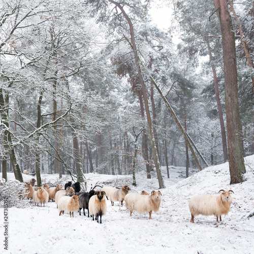 flock of sheep in snow between trees of winter forest near utrecht in holland photo