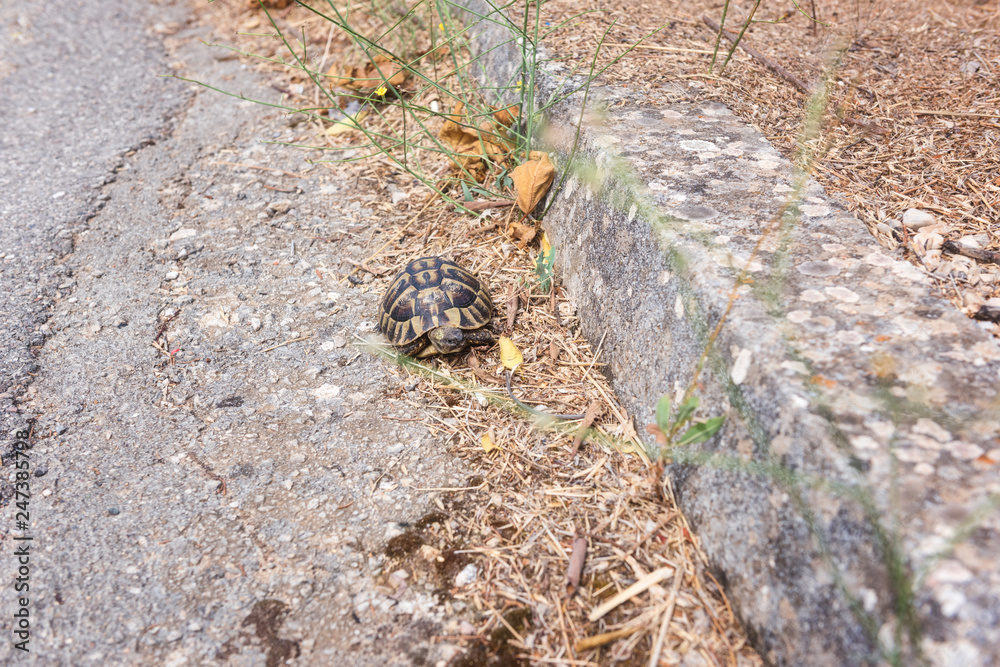 Turtle, Greek tortoise or Testudo graeca in an urban environment, animal close-up Turtle, Greek tortoise or Testudo graeca in an urban environment, animal close-up
